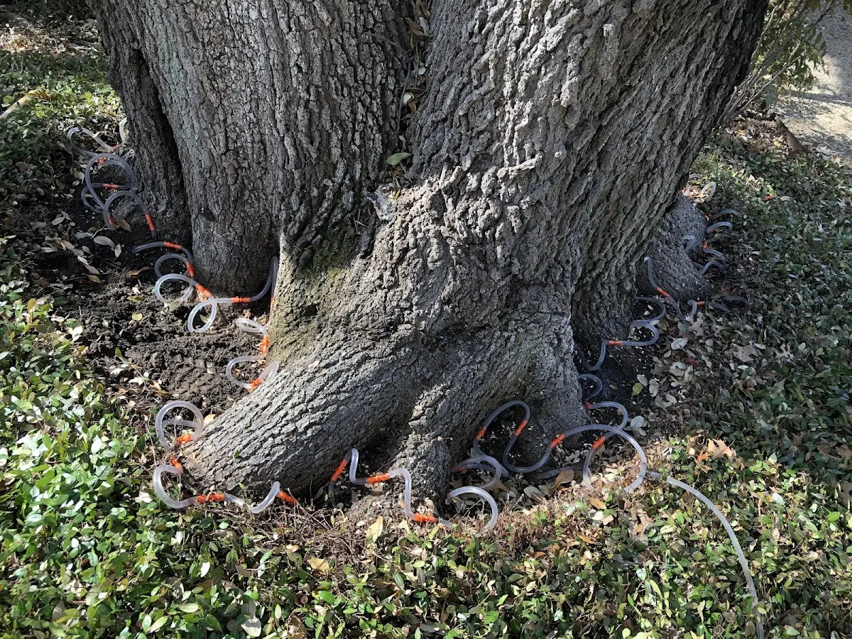 Detailed Tree Cabling and Bracing job site in Bairdford