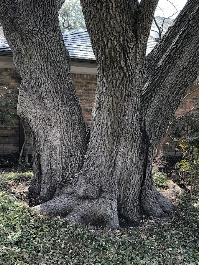 Mature heritage tree close to a Bairdford property cared for by certified arborists